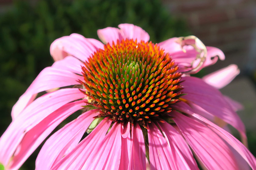 Closeup of echinacea