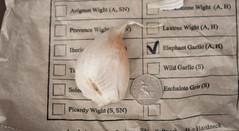 Huge Elephant Garlic clove