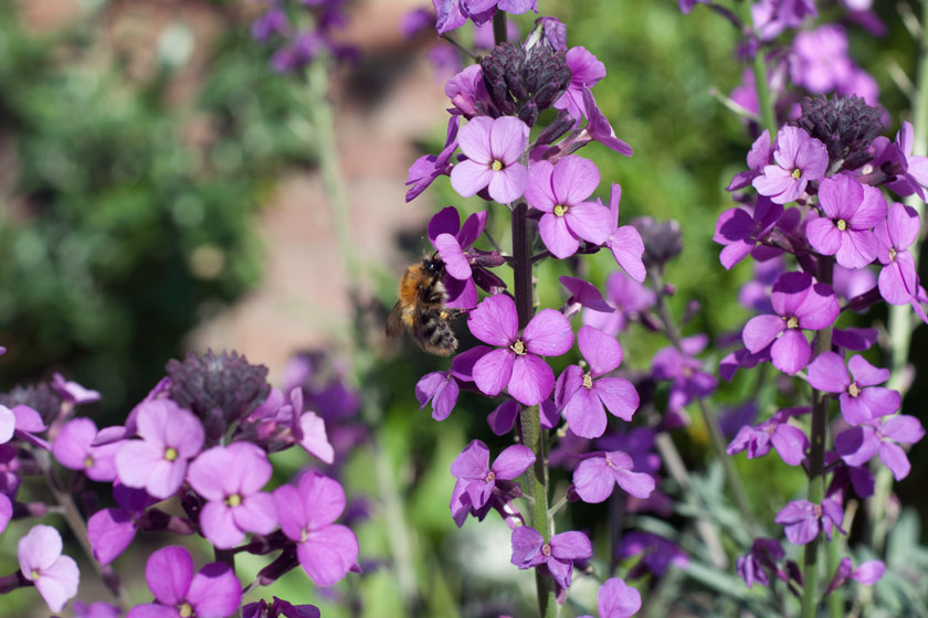 Bee on Erysimum flowers