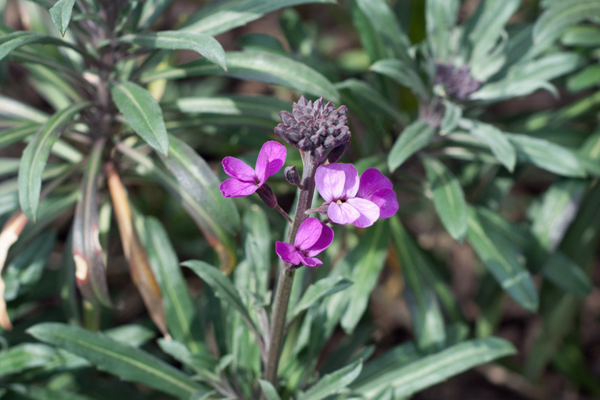 Pinky purple flower petals