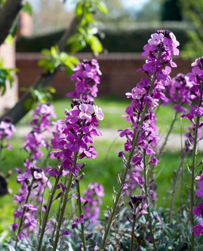 Pink wallflowers