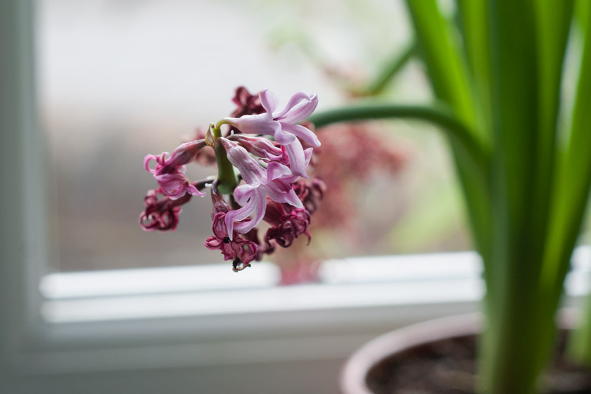 Drying hyacinth flowers