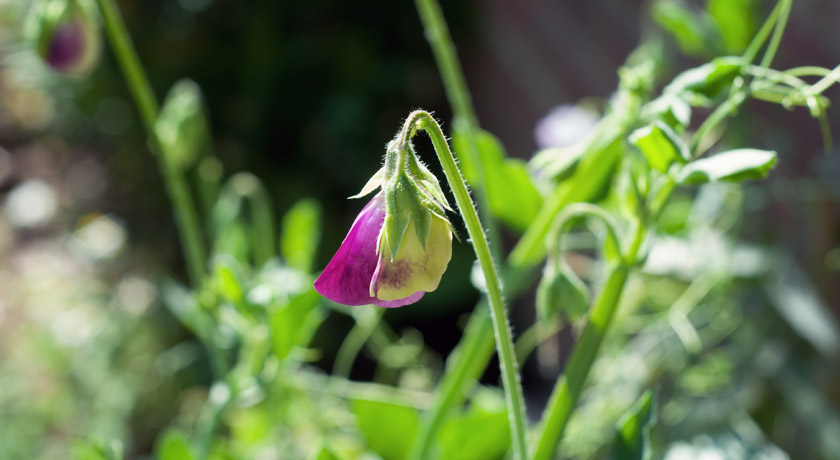 Purple sweet pea bud