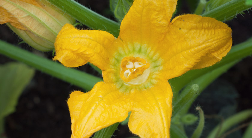 Yellow courgette flower