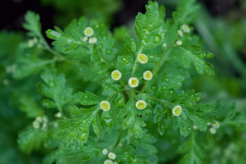 Tiny with flower buds