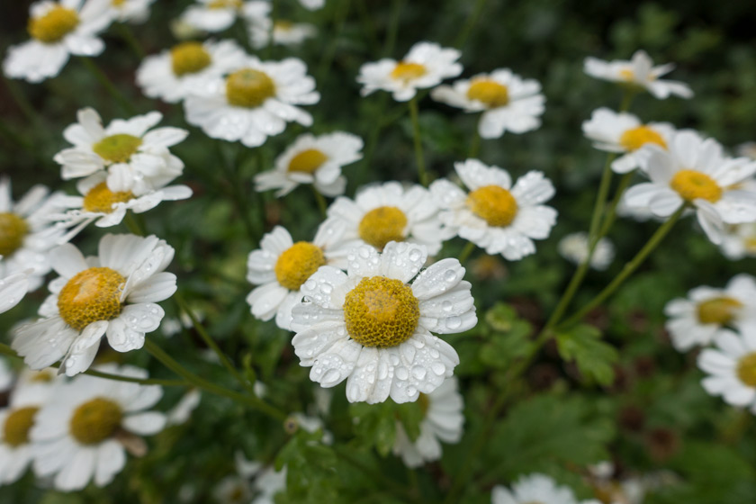 blog-feverfew-drop