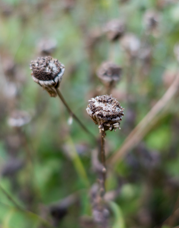 Dried feverfew flower head