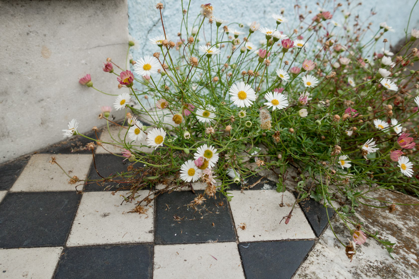 Flowers growing on steps