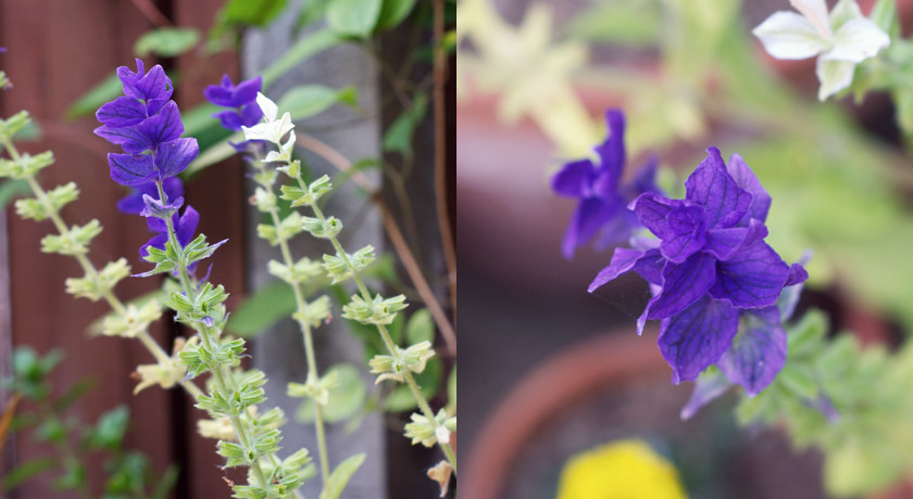 Purple flowering sage