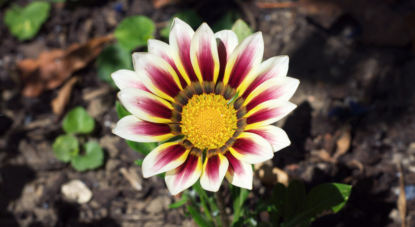 Red and white petal flower