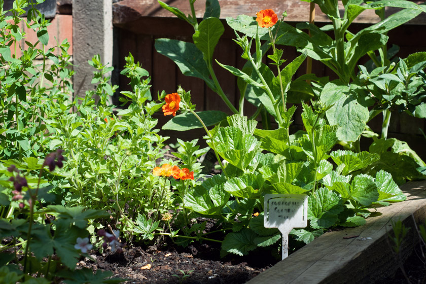 Flowers in garden
