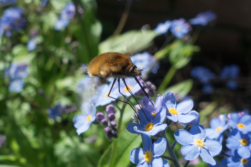 Fly bee on forget-me-not