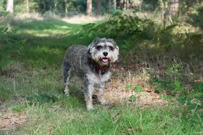 Dog on forest path