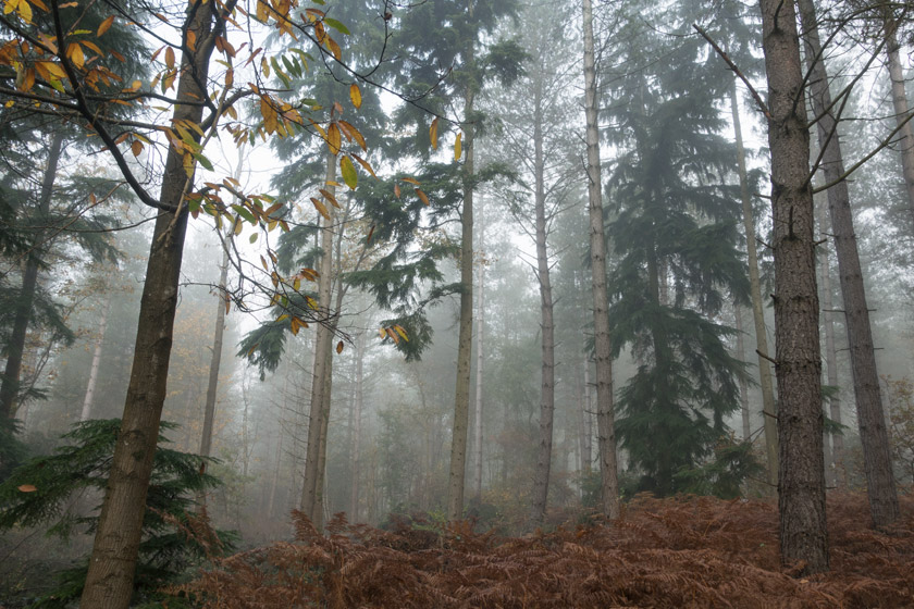 Mist in the trees