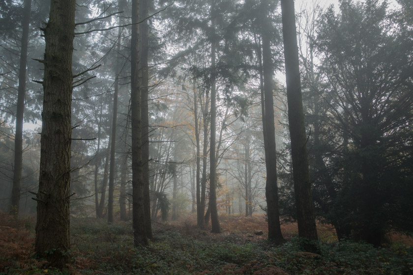 Tree silhouettes in fog