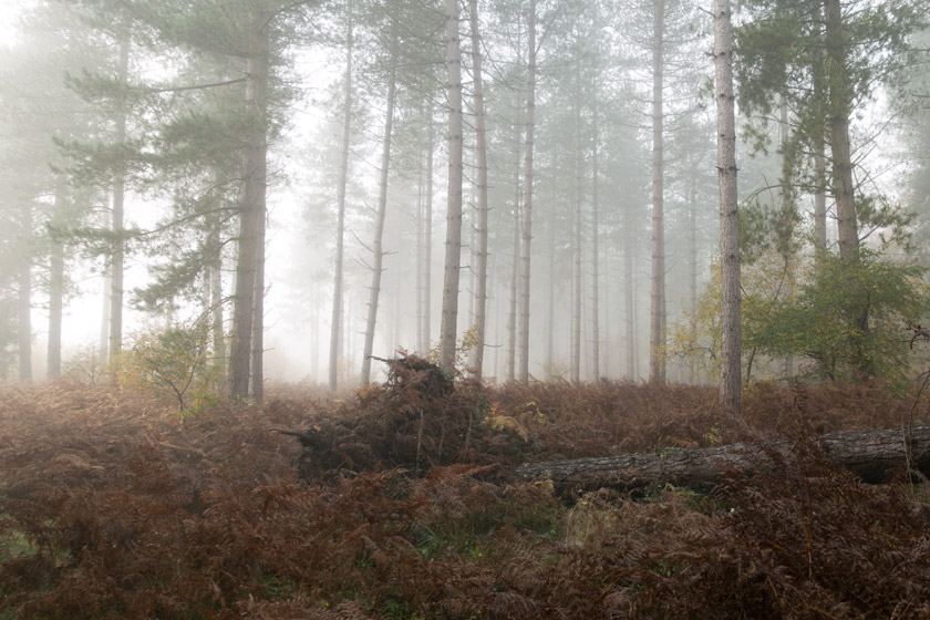 Sun behind foggy trees