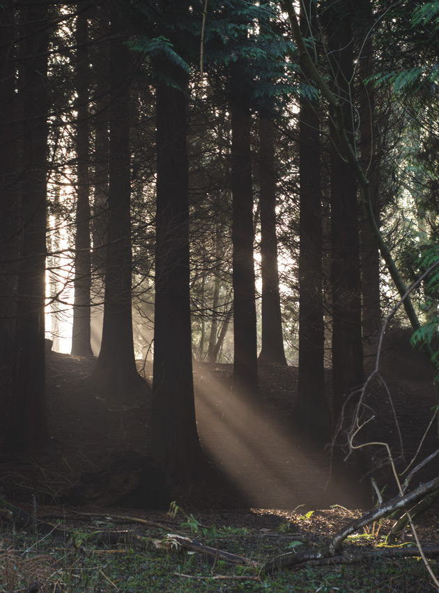 Sunlight beaming through trees