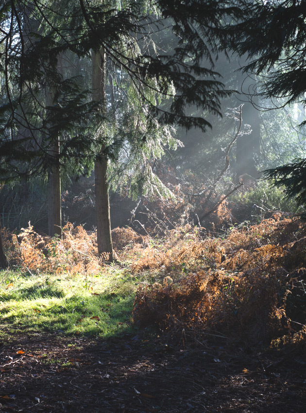Light shining on trees