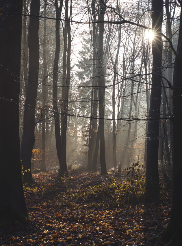 Golden light on trees