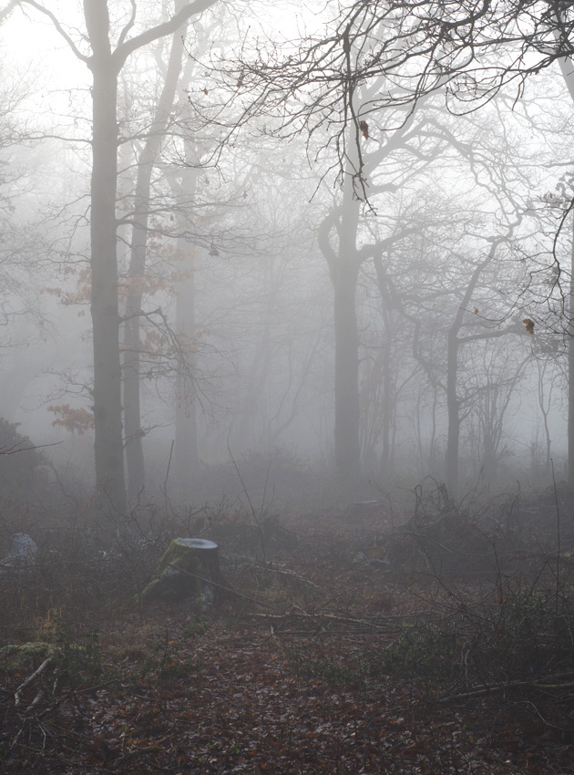 Thick fog in forest