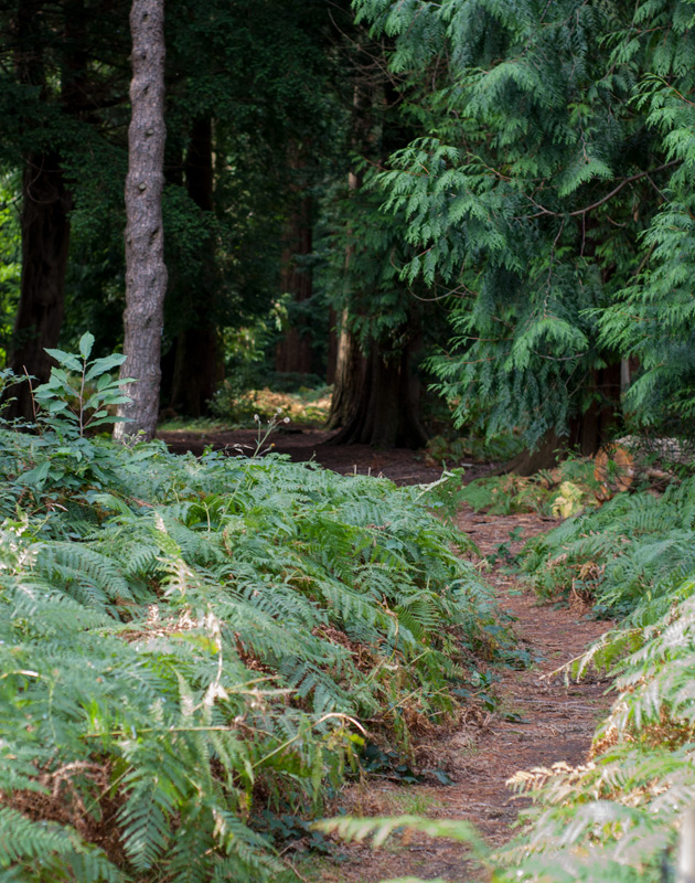 Forest path