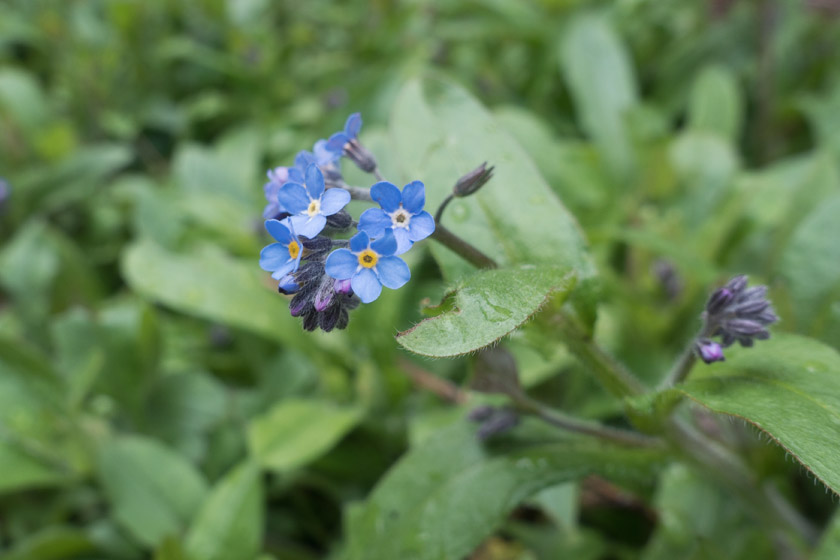 Blue forget-me-not flowers