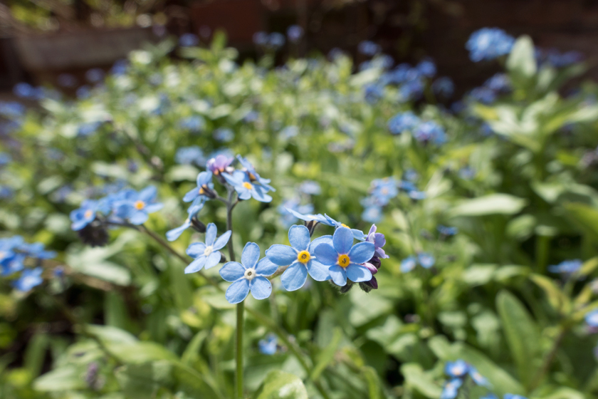 Blue forget-me-not flowers