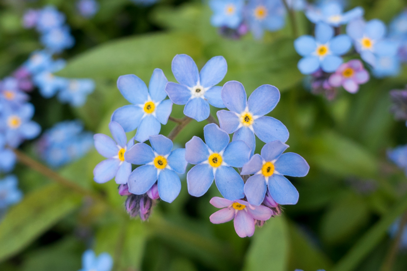 Blue forget-me-not flowers