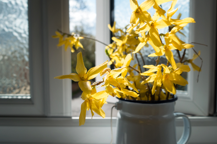 Yellow forsythia flowers