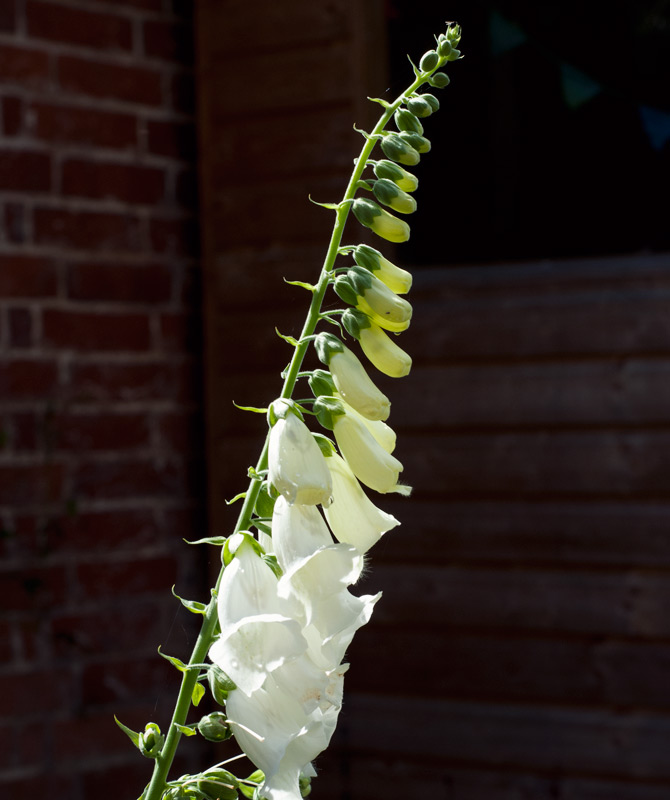 Foxglove flowers
