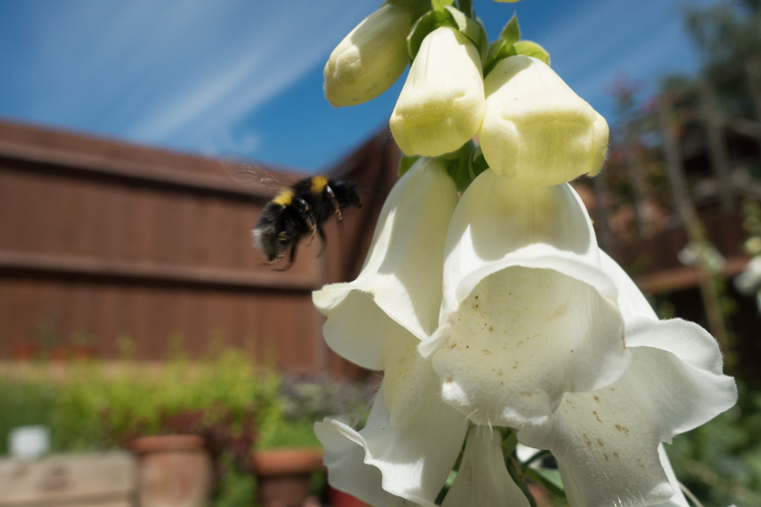 Bee near foxglove