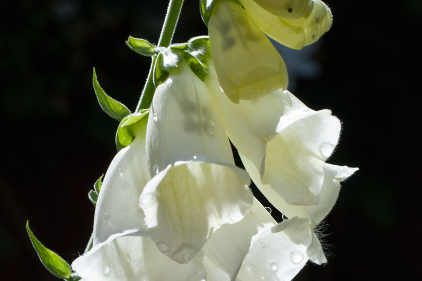 Closeup of foxglove flower