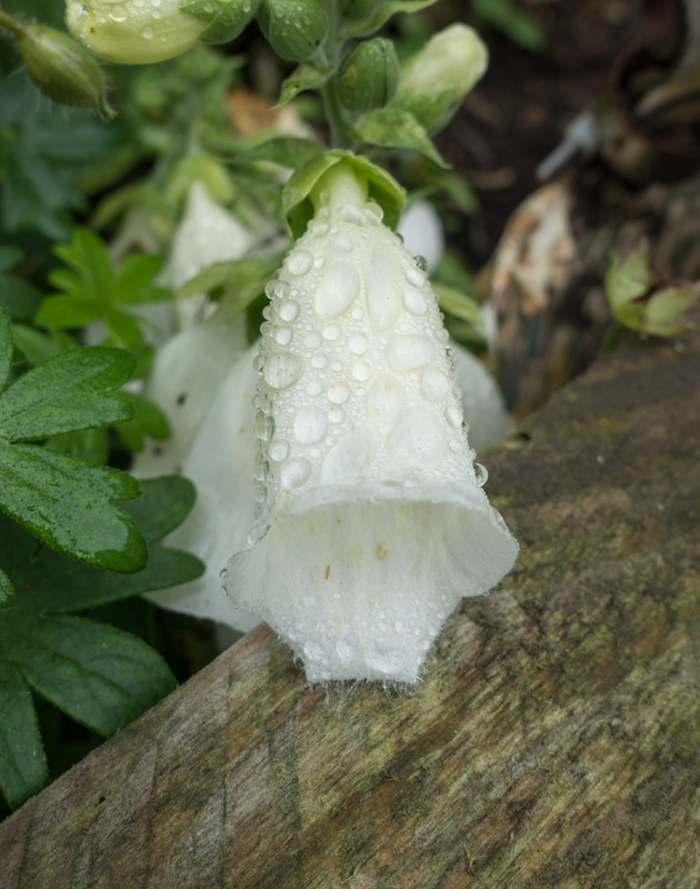 blog-foxglove-drops-1