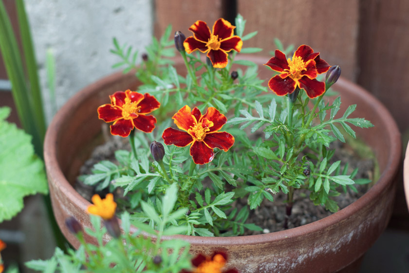 Red and orange marigolds