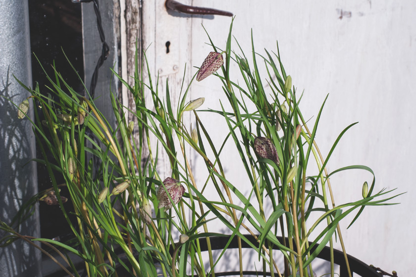 Fritillary planter