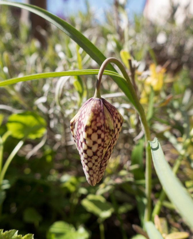 Fritillary flower