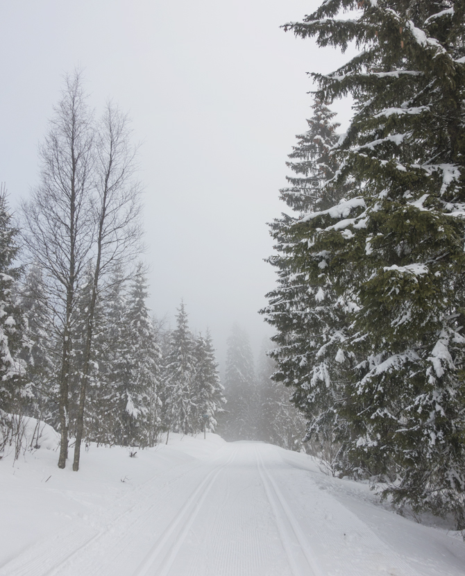 Forest covered in snow