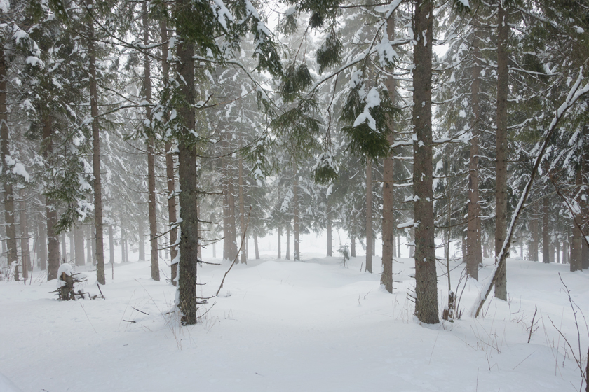 Mist in snowy forest