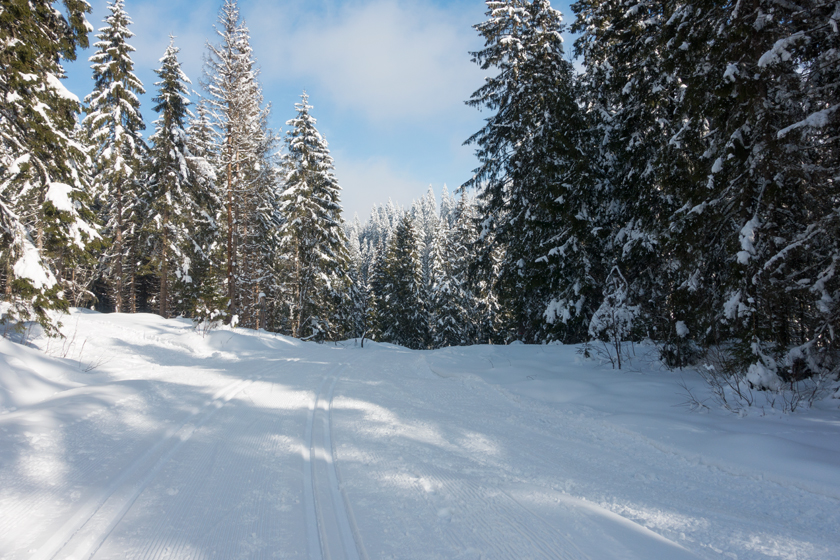Sunny forest trail