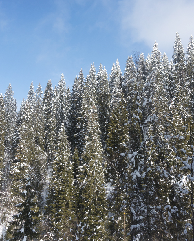 Spruce against sky