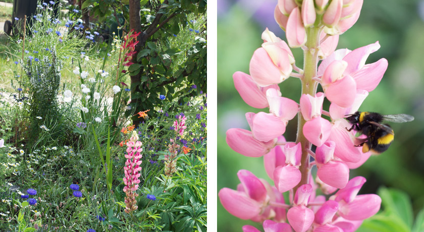 Cottage garden full of flowers