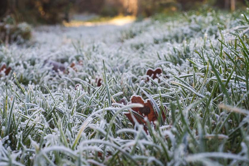 Thick frost on grass