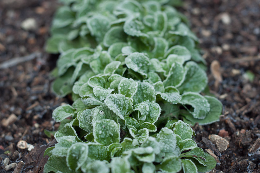 Frosty lamb's lettuce plants