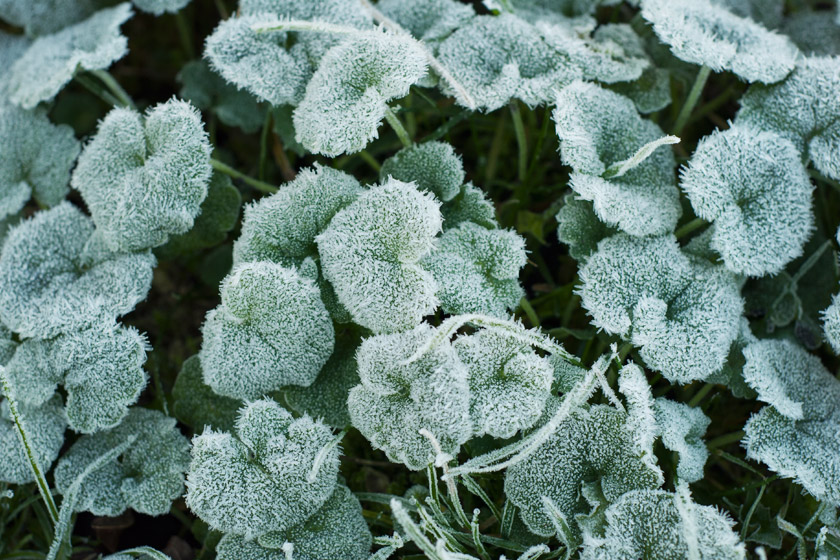 Green leaves covered in frost