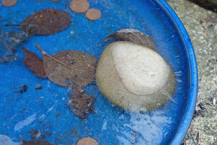 Stone poking out of frozen bird bath