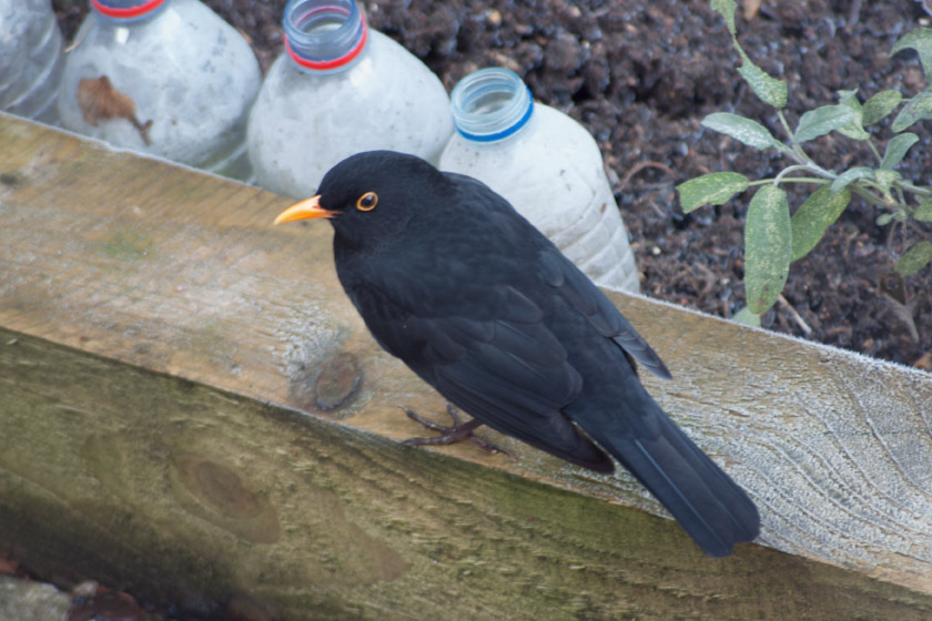 Blackbird in garden