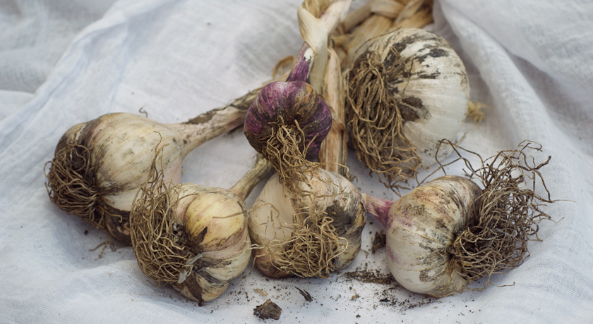 Bunch of garlic covered in soil
