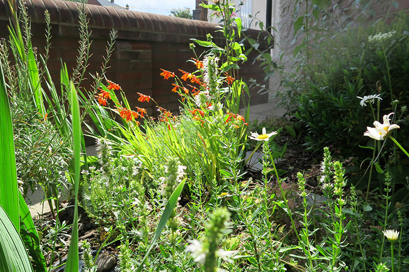 Top of flowers in the sun