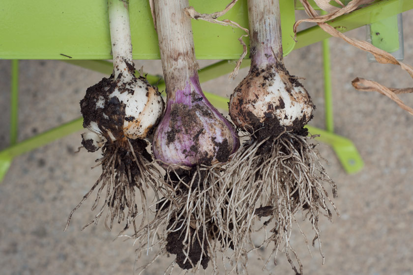 Garlic bulbs covered in soil