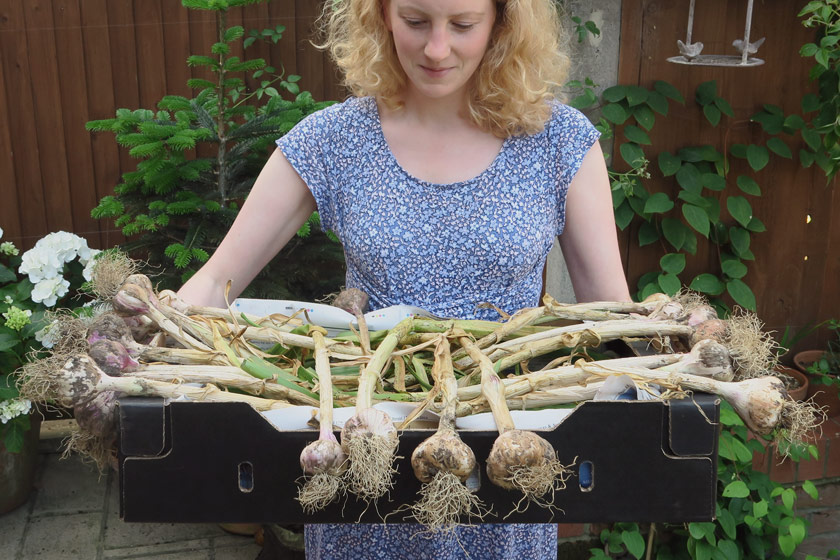 Muddy garlic in box